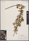 Foto von Salix caprea L. x Salix viminalis L.